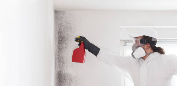 Best Toxic Mold Removal  in Otsego, MN
