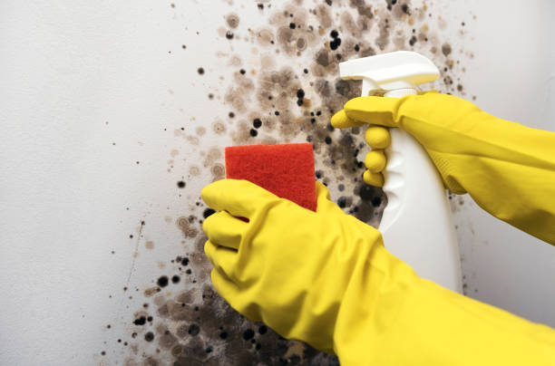 Best Certified Mold Removal  in Otsego, MN
