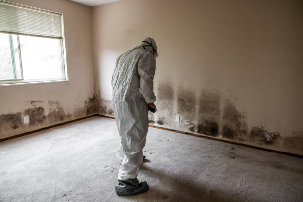 Best Residential Mold Removal  in Otsego, MN