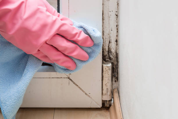 Best Attic Mold Removal  in Otsego, MN