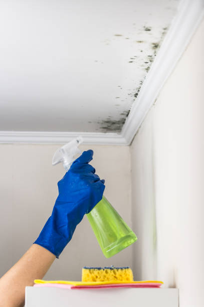 Best Mold Testing  in Otsego, MN
